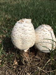 Chlorophyllum