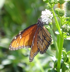 Danaus eresimus montezuma
