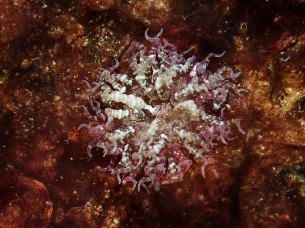 Swimming anemone