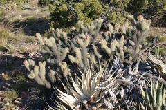 Cylindropuntia wolfii