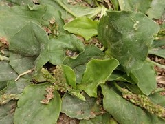 Podosphaera plantaginis