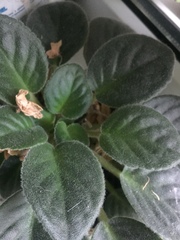 Streptocarpus ionanthus