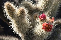 Cylindropuntia wolfii