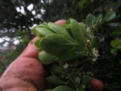 Ilex kunthiana