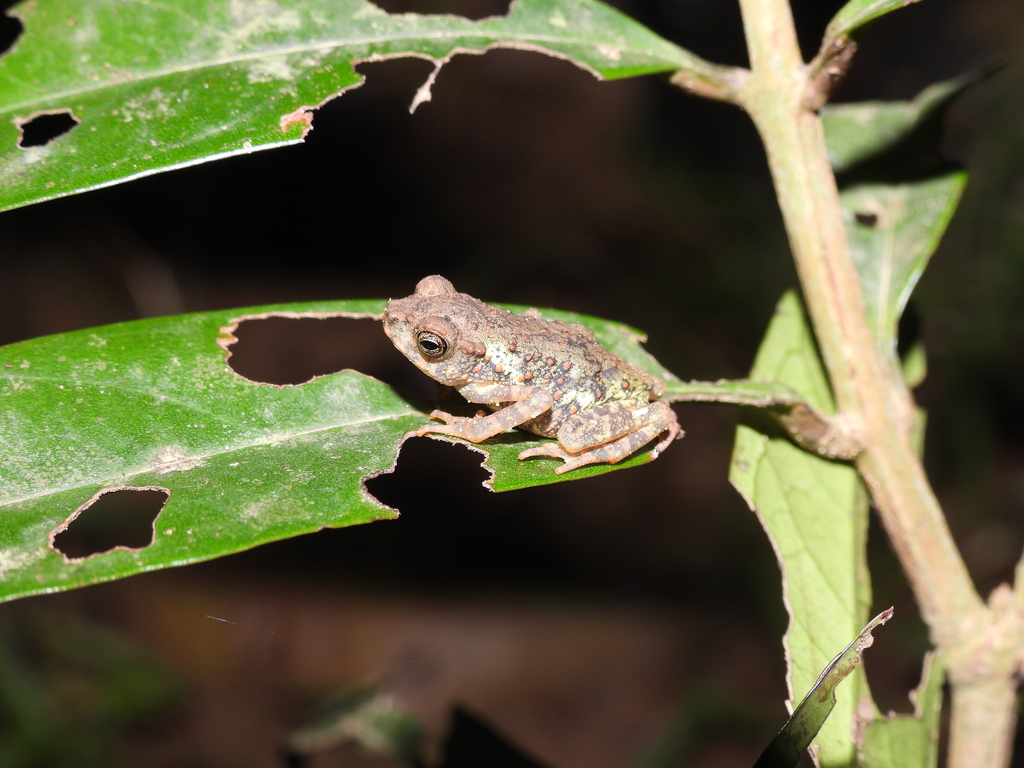 Kodok-pohon hosi (Rentapia hosii)