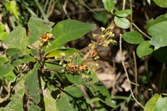 Rhytidophyllum auriculatum