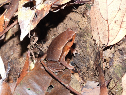 Kalophrynus meizon