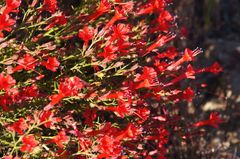 Ipomopsis tenuifolia