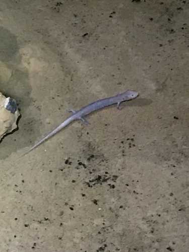 Northern Grotto Salamander