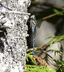 Aeshna canadensis
