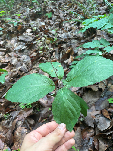 whorled horse-balm (Collinsonia verticillata)