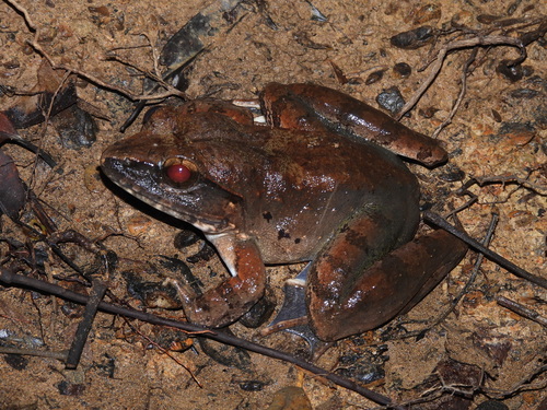 Limnonectes leporinus