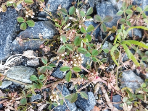 Trifolium cernuum iNat (3)