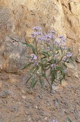 Eriodictyon trichocalyx lanatum