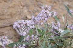 Eriodictyon trichocalyx lanatum