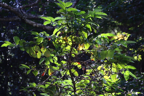 Oxyanthus speciosus, photograph 2