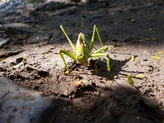 Neobarrettia spinosa