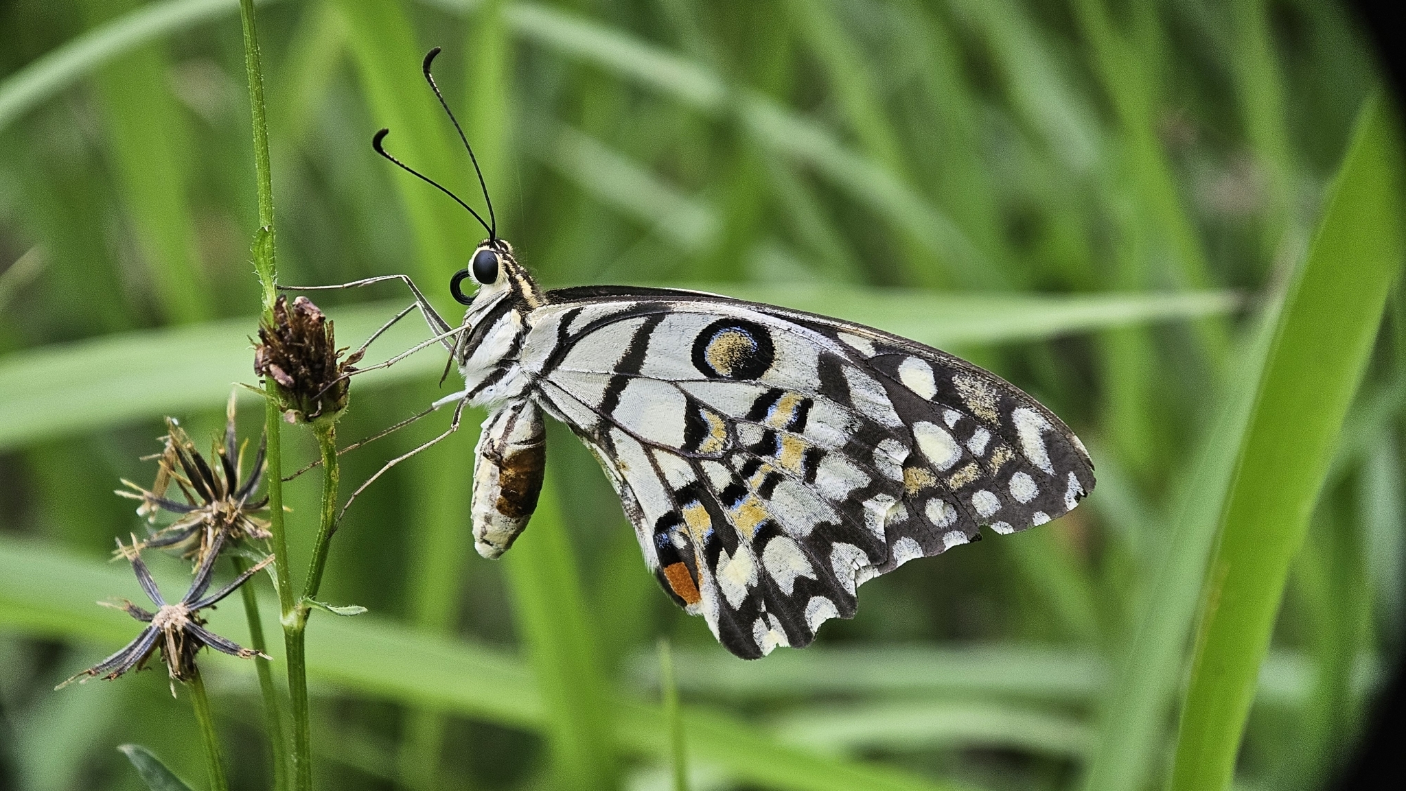 Lime Swallowtail