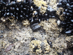 Onchidella nigricans