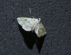 Musotima pudica