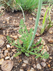 Afrosciadium magalismontanum