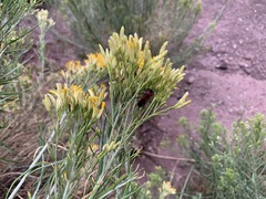 Crossidius coralinus