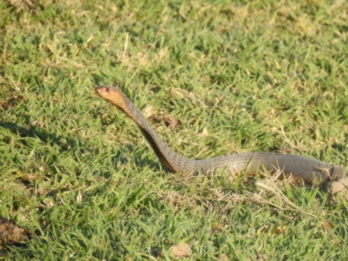 Anchieta's Cobra