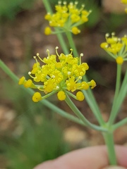 Afrosciadium magalismontanum