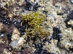 Psilophycus alveatus
