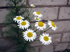 Tripleurospermum inodorum
