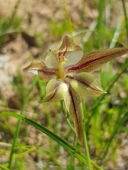 Gladiolus hyalinus