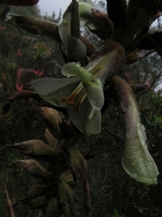 Puya nitida
