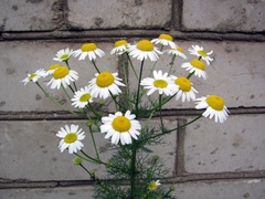 Tripleurospermum inodorum