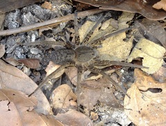 Ancylometes bogotensis