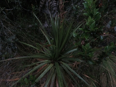 Puya nitida