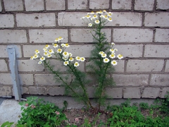 Tripleurospermum inodorum