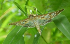 Epipagis fenestralis