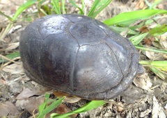Kinosterninae