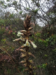 Puya nitida