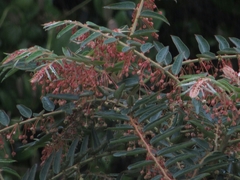 Phyllanthus salviifolius