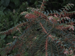 Phyllanthus salviifolius