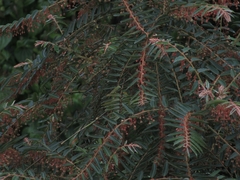 Phyllanthus salviifolius
