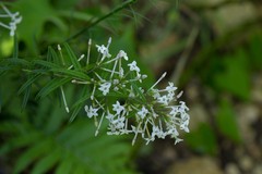 Magnoliopsida