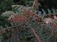 Phyllanthus salviifolius