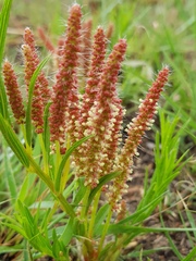 Acalypha caperonioides