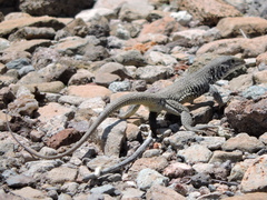 Aspidoscelis marmoratus