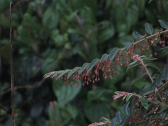 Phyllanthus salviifolius