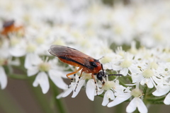 Athalia rosae