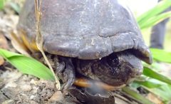 Kinosterninae
