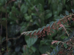 Phyllanthus salviifolius